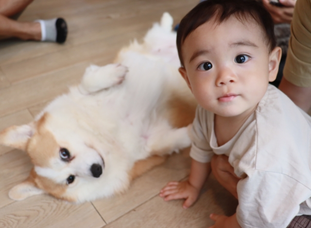 子どもや認知症の方、ペットの手の届くところに置かない